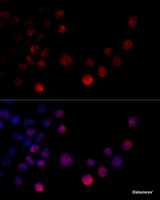 Immunofluorescence analysis of 293T cells using HNRNPH2 Polyclonal Antibody at dilution of 1:100 (40x lens) . Blue: DAPI for nuclear staining.