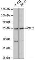 Western blot analysis of extracts of various cell lines using CTU2 Polyclonal Antibody at dilution of 1:3000.