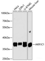 Western blot analysis of extracts of various cell lines using AKR1C1 Polyclonal Antibody at dilution of 1:3000.