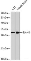 Western blot analysis of extracts of various cell lines using ELANE Polyclonal Antibody at dilution of 1:3000.