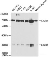 Western blot analysis of extracts of various cell lines using CXCR4 Polyclonal Antibody at dilution of 1:1000.