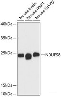 Western blot analysis of extracts of various cell lines using NDUFS8 Polyclonal Antibody at dilution of 1:3000.