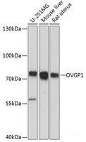 Western blot analysis of extracts of various cell lines using OVGP1 Polyclonal Antibody at dilution of 1:3000.