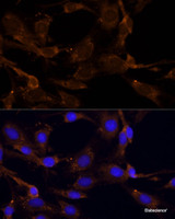 Immunofluorescence analysis of C6 cells using RPL27 Polyclonal Antibody at dilution of 1:100 (40x lens) . Blue: DAPI for nuclear staining.