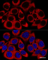 Confocal immunofluorescence analysis of HeLa cells using RPL27 Polyclonal Antibody at dilution of 1:200. Blue: DAPI for nuclear staining.