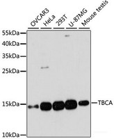 Western blot analysis of extracts of various cell lines using TBCA Polyclonal Antibody at dilution of 1:3000.