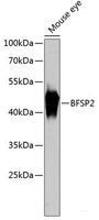 Western blot analysis of extracts of Mouse eye using BFSP2 Polyclonal Antibody at dilution of 1:3000.