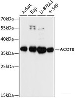Western blot analysis of extracts of various cell lines using ACOT8 Polyclonal Antibody at dilution of 1:3000.