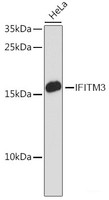 Western blot analysis of extracts of HeLa cells using IFITM3 Polyclonal Antibody at dilution of 1:3000.