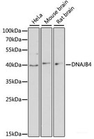 Western blot analysis of extracts of various cell lines using DNAJB4 Polyclonal Antibody at dilution of 1:3000.