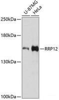 Western blot analysis of extracts of various cell lines using RRP12 Polyclonal Antibody at dilution of 1:3000.