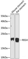 Western blot analysis of extracts of various cell lines using REG4 Polyclonal Antibody at dilution of 1:3000.