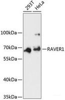 Western blot analysis of extracts of various cell lines using RAVER1 Polyclonal Antibody at dilution of 1:3000.