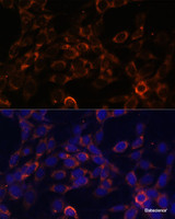 Immunofluorescence analysis of NIH-3T3 cells using USE1 Polyclonal Antibody at dilution of 1:100 (40x lens) . Blue: DAPI for nuclear staining.