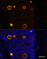 Immunofluorescence analysis of Mouse oophoroma cells using ZP3 Polyclonal Antibody at dilution of 1:100. Blue: DAPI for nuclear staining.