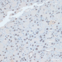 Immunohistochemistry of paraffin-embedded Rat pancreas using ZNF581 Polyclonal Antibody at dilution of 1:100 (40x lens) .