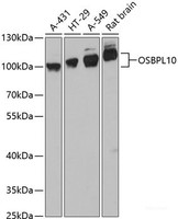 Western blot analysis of extracts of various cell lines using OSBPL10 Polyclonal Antibody at dilution of 1:3000.