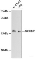 Western blot analysis of extracts of various cell lines using GPIHBP1 Polyclonal Antibody at dilution of 1:3000.