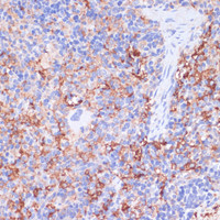 Immunohistochemistry of paraffin-embedded Rat spleen using CD40 Polyclonal Antibody at dilution of 1:200 (40x lens) .