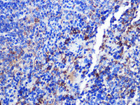 Immunohistochemistry of paraffin-embedded Mouse spleen using CD68 Polyclonal Antibody at dilution of 1:100 (40x lens) .
