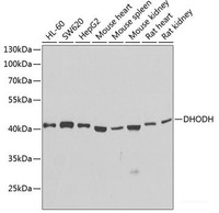 Western blot analysis of extracts of various cell lines using DHODH Polyclonal Antibody at dilution of 1:1000.