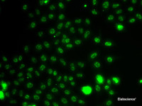 Immunofluorescence analysis of A549 cells using ETV1 Polyclonal Antibody