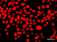 Immunofluorescence analysis of A549 cells using IFRD1 Polyclonal Antibody