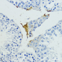 Immunohistochemistry of paraffin-embedded Mouse testis using KLKB1 Polyclonal Antibody at dilution of 1:200 (40x lens) .