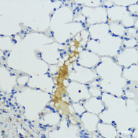 Immunohistochemistry of paraffin-embedded Mouse lung using KLKB1 Polyclonal Antibody at dilution of 1:200 (40x lens) .