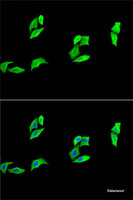 Immunofluorescence analysis of A-549 cells using MB Polyclonal Antibody