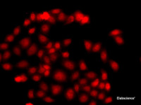 Immunofluorescence analysis of A549 cells using MLF1 Polyclonal Antibody