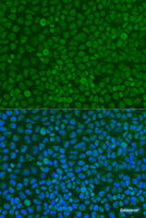 Immunofluorescence analysis of U2OS cells using YWHAZ Polyclonal Antibody at dilution of 1:100. Blue: DAPI for nuclear staining.