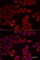 Immunofluorescence analysis of MCF7 cells using SEPHS1 Polyclonal Antibody