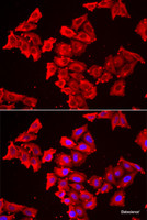 Immunofluorescence analysis of HeLa cells using SMPX Polyclonal Antibody