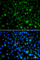 Immunofluorescence analysis of A549 cells using KLF15 Polyclonal Antibody