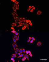 Immunofluorescence analysis of HeLa cells using Cytochrome c Polyclonal Antibody at dilution of 1:100. Blue: DAPI for nuclear staining.