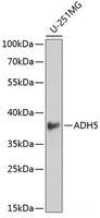 Western blot analysis of extracts of U-251MG cells using ADH5 Polyclonal Antibody at dilution of 1:1000.