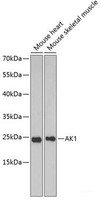 Western blot analysis of extracts of various cell lines using AK1 Polyclonal Antibody at dilution of 1:1000.