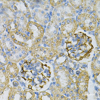 Immunohistochemistry of paraffin-embedded Rat kidney using AK1 Polyclonal Antibody at dilution of 1:100 (40x lens) .