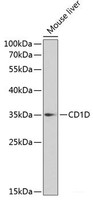 Western blot analysis of extracts of Mouse liver using CD1D Polyclonal Antibody at dilution of 1:1000.