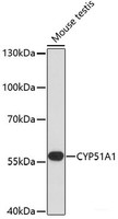 Western blot analysis of extracts of Mouse testis using CYP51A1 Polyclonal Antibody at dilution of 1:1000.