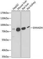 Western blot analysis of extracts of various cell lines using EHHADH Polyclonal Antibody at dilution of 1:1000.