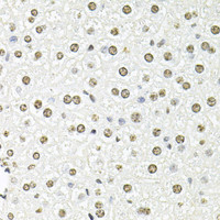 Immunohistochemistry of paraffin-embedded Mouse liver using FBL Polyclonal Antibody at dilution of 1:100 (40x lens) .