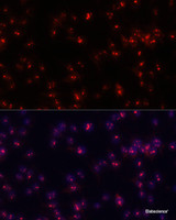 Immunofluorescence analysis of C6 cells using FBL Polyclonal Antibody at dilution of 1:100. Blue: DAPI for nuclear staining.