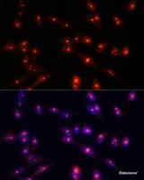 Immunofluorescence analysis of NIH/3T3 cells using FBL Polyclonal Antibody at dilution of 1:100. Blue: DAPI for nuclear staining.