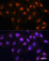 Immunofluorescence analysis of HeLa cells using FBL Polyclonal Antibody at dilution of 1:100. Blue: DAPI for nuclear staining.