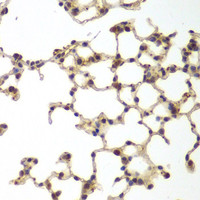 Immunohistochemistry of paraffin-embedded Mouse lung using GSS Polyclonal Antibody at dilution of 1:200 (40x lens) .