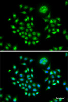 Immunofluorescence analysis of HeLa cells using AGFG1 Polyclonal Antibody