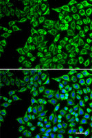 Immunofluorescence analysis of A549 cells using LIPC Polyclonal Antibody