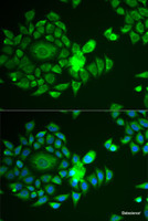 Immunofluorescence analysis of U2OS cells using NDUFS4 Polyclonal Antibody